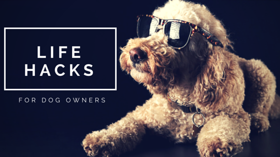 life hacks for dog owners