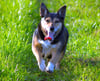 Rover the Blogger